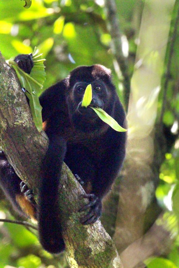 Finca La Paz - Sarapiqui Puerto Viejo de Sarapiqui ภายนอก รูปภาพ