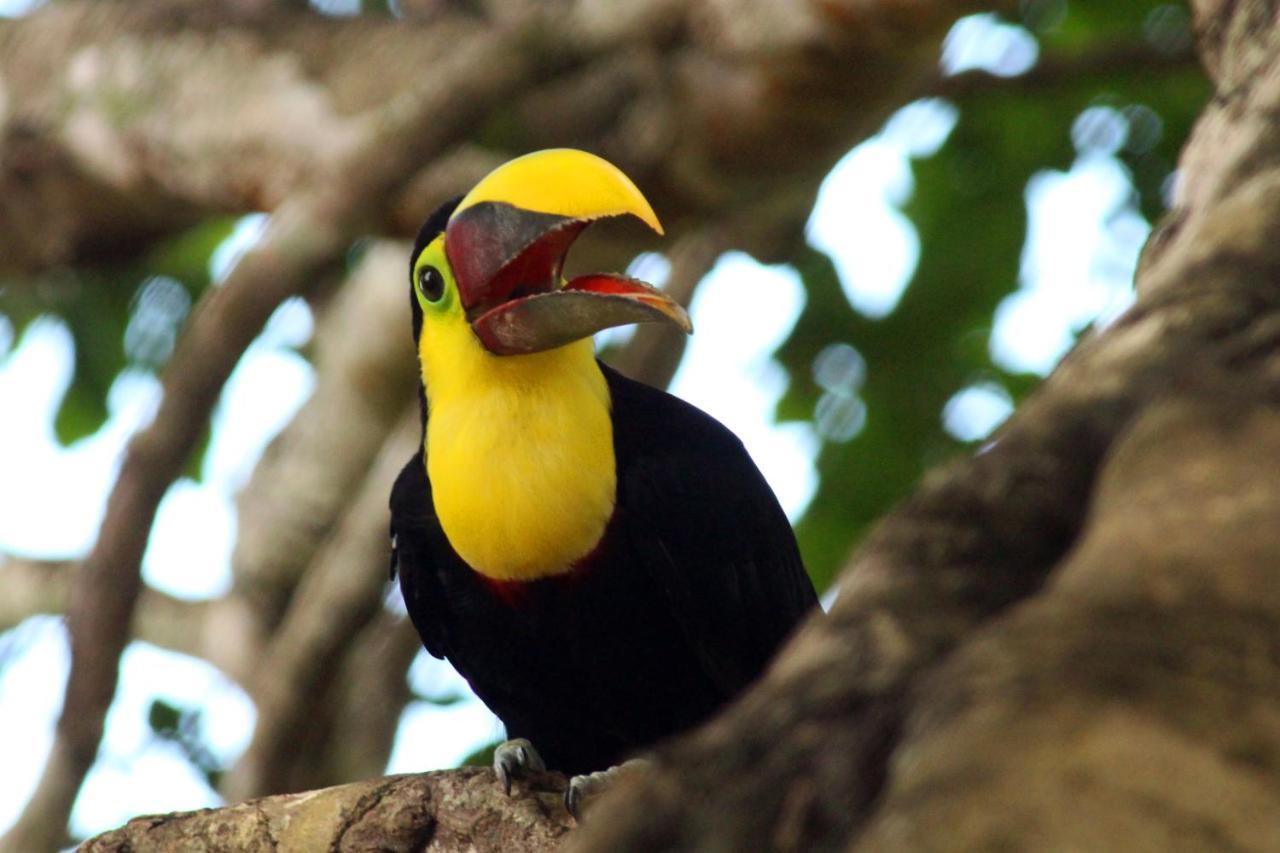 Finca La Paz - Sarapiqui Puerto Viejo de Sarapiqui ภายนอก รูปภาพ